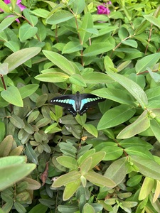 IMG_1362.jpg
